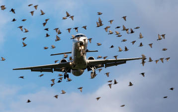 Wildtiergefahren auf dem Flugplatz